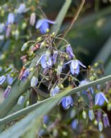 Dianella Cassa Blue