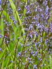 Dianella caerulea Little Jess