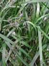 Dianella caerulea Breeze