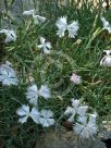 Dianthus plumarius