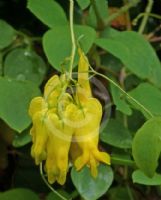 Dicentra scandens