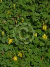 Dicentra scandens