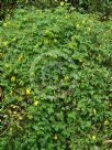 Dicentra scandens