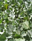 Dichondra argentea Silver Falls