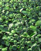 Dichondra repens