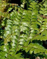 Didymochlaena truncatula
