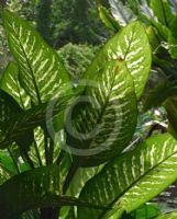 Dieffenbachia seguine