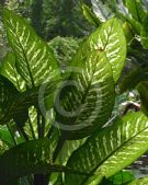 Dieffenbachia seguine