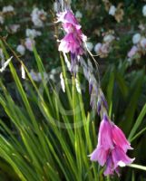 Dierama pulcherrimum