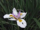 Dietes grandiflora