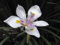 Dietes iridioides