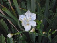 Dietes robinsoniana