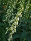 Digitalis lutea