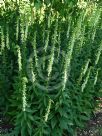 Digitalis lutea