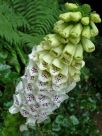 Digitalis purpurea