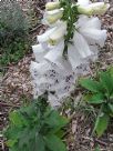 Digitalis purpurea