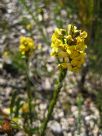Dillwynia floribunda