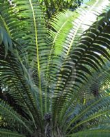 Dioon spinulosum