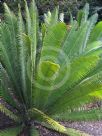 Dioon spinulosum