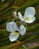 Diplarrena moraea