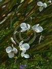 Diplarrena moraea