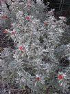 Diplolaena grandiflora