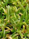 Disphyma crassifolium clavellatum