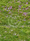 Disphyma crassifolium clavellatum