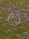 Disphyma crassifolium clavellatum