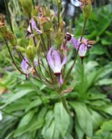 Dodecatheon clevelandii