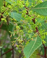 Dodonaea triquetra