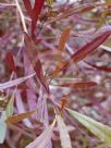 Dodonaea viscosa Purpurea