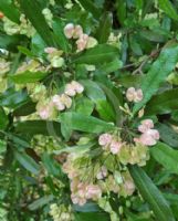 Dodonaea viscosa