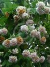 Dombeya burgessiae