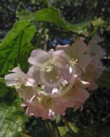 Dombeya spectabilis