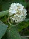 Dombeya tiliacea
