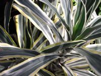 Dracaena fragrans Lemon Lime