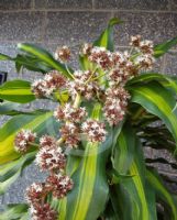 Dracaena fragrans Massangeana