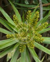 Dracaena marginata