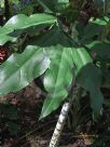 Dracunculus vulgaris