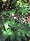 Dracunculus vulgaris