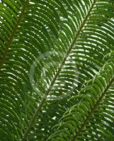 Cycas circinalis