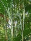 Dypsis cabadae