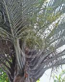 Dypsis decaryi