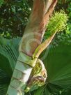 Dypsis leptocheilos