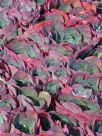 Echeveria Imbricata