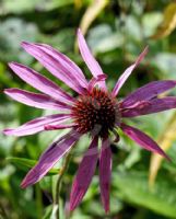Echinacea purpurea