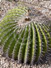 Echinocactus platyacanthus