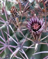 Echinocactus polycephalus