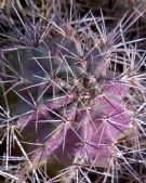 Echinocereus triglochidiatus